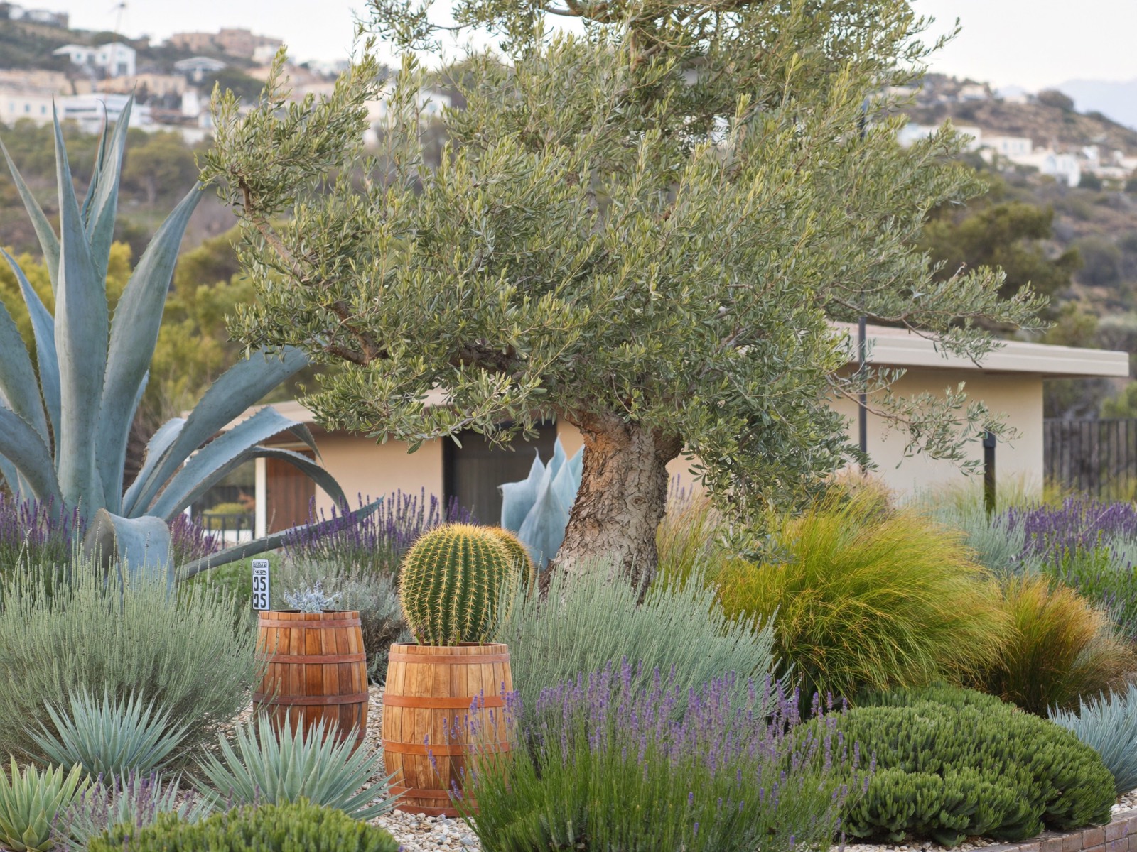 Drought-tolerant Mediterranean garden at a San Francisco Bay Area home